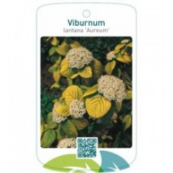 Viburnum lantana 'Aureum'