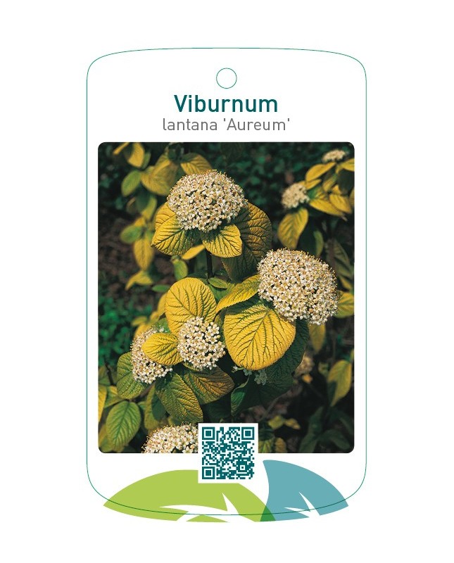Viburnum lantana 'Aureum'