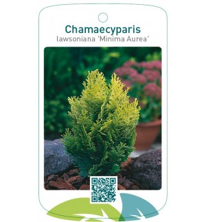Chamaecyparis lawsoniana 'Minima Aurea'