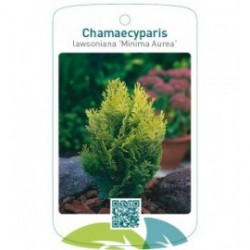 Chamaecyparis lawsoniana 'Minima Aurea'