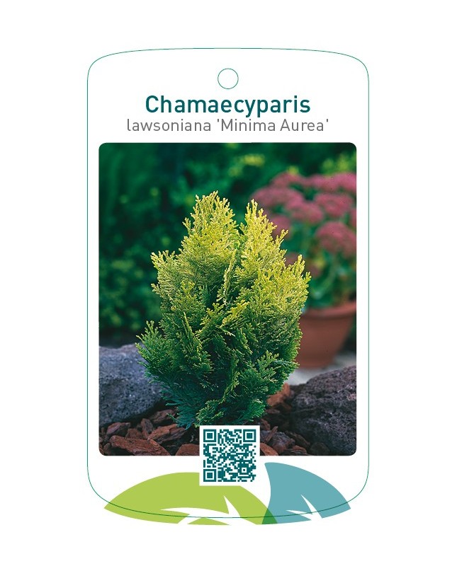 Chamaecyparis lawsoniana 'Minima Aurea'