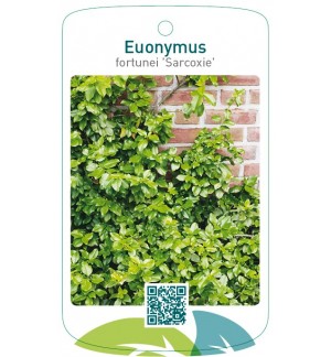 Euonymus fortunei 'Sarcoxie'