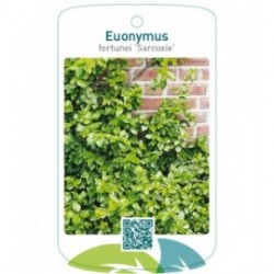 Euonymus fortunei 'Sarcoxie'