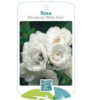 Rosa [Miniature] 'White Fairy'