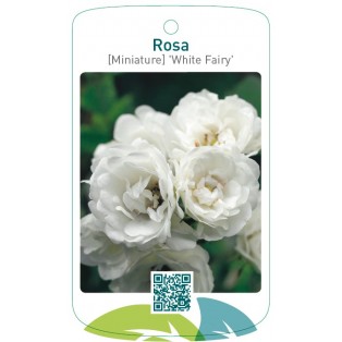 Rosa [Miniature] 'White Fairy'