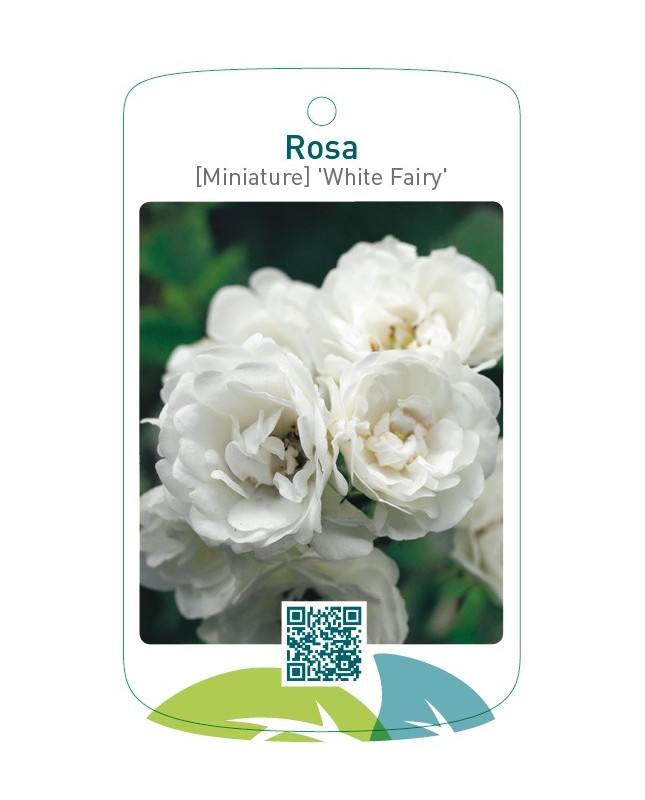 Rosa [Miniature] 'White Fairy'