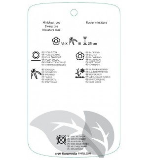 Etichette di Rosa [Miniature] 'White Fairy' *