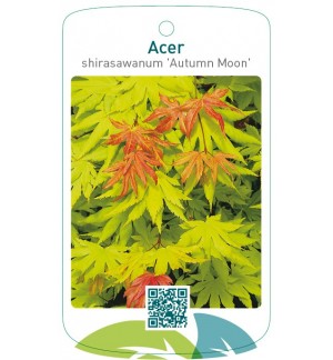 Acer shirasawanum 'Autumn Moon'