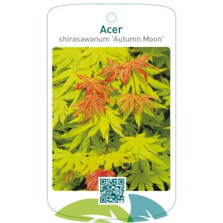 Acer shirasawanum 'Autumn Moon'