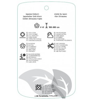 Etichette di Acer shirasawanum 'Autumn Moon' *