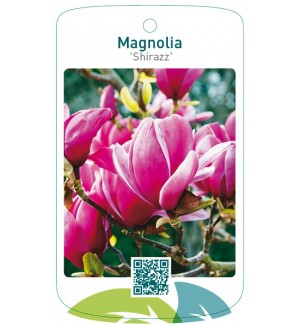 Magnolia 'Shirazz'