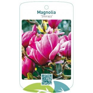 Magnolia 'Shirazz'