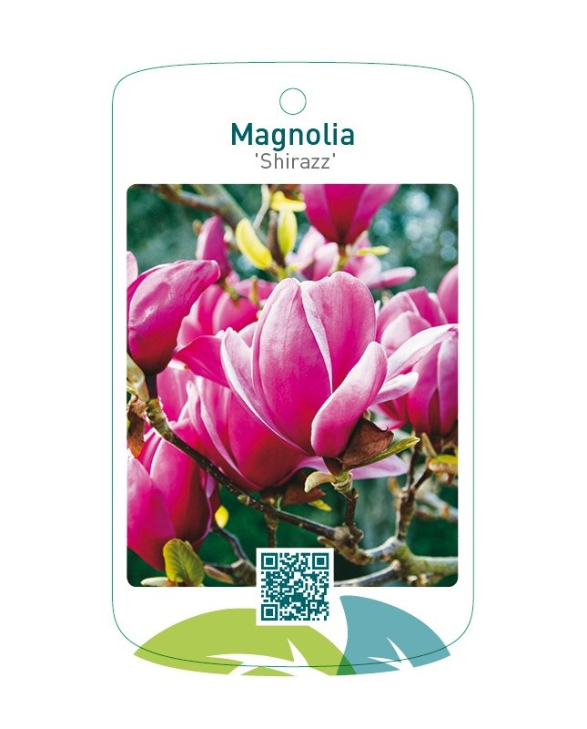 Magnolia 'Shirazz'