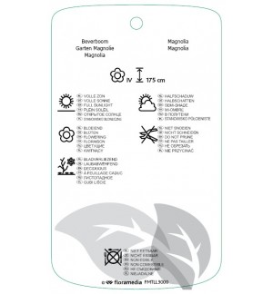 Etichette di Magnolia 'Shirazz' *