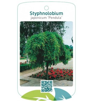 Styphnolobium japonicum 'Pendula'