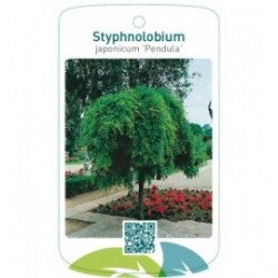 Styphnolobium japonicum 'Pendula'