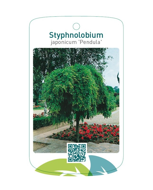 Styphnolobium japonicum 'Pendula'