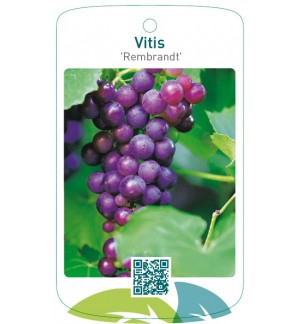 Vitis 'Rembrandt'