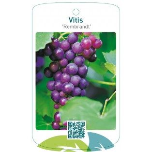 Vitis 'Rembrandt'