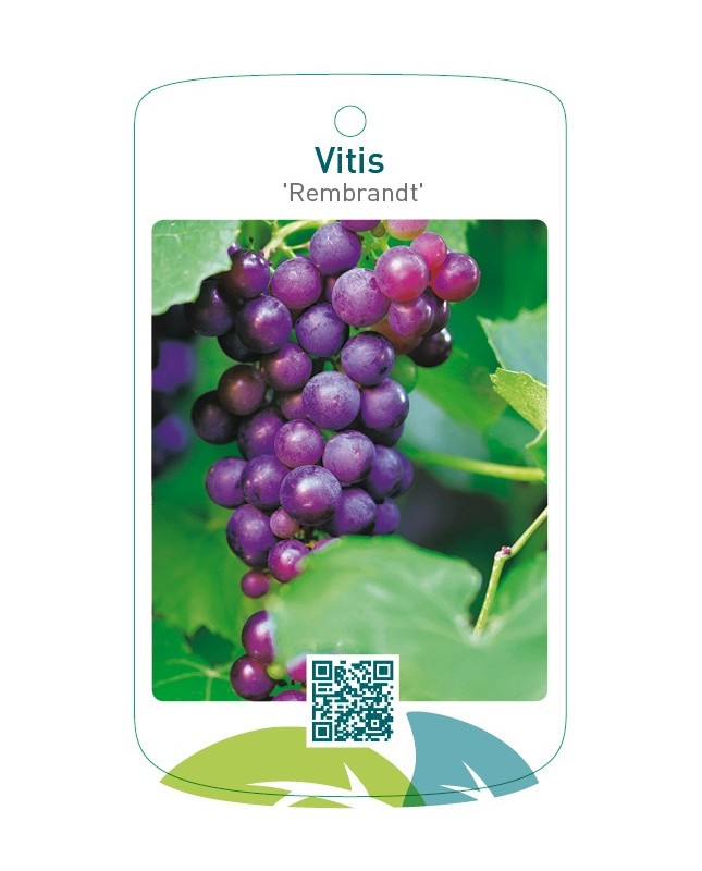 Vitis 'Rembrandt'