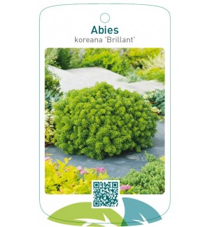 Abies koreana 'Brillant'