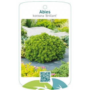 Abies koreana 'Brillant'