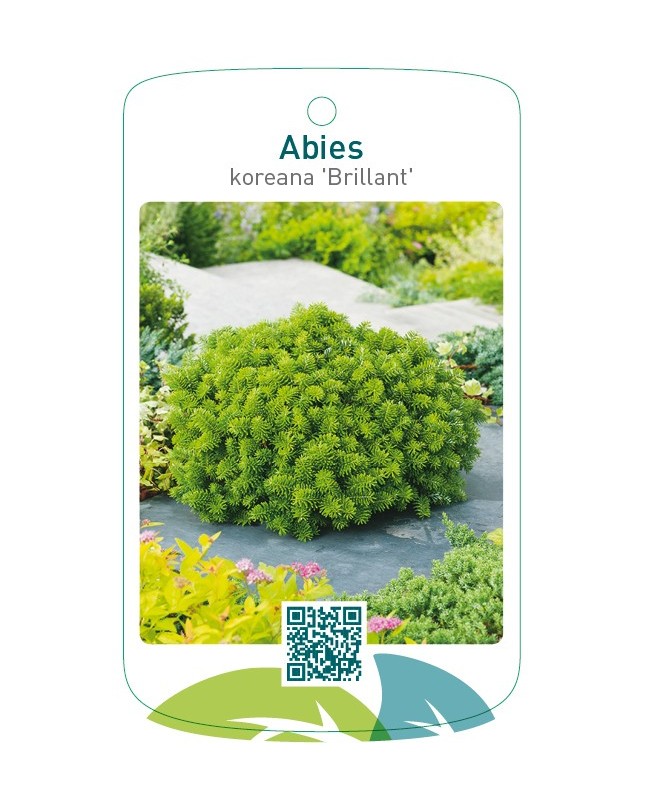 Abies koreana 'Brillant'