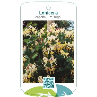 Lonicera caprifolium 'Inga'