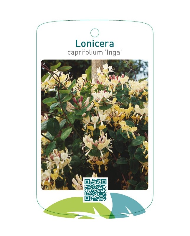 Lonicera caprifolium 'Inga'