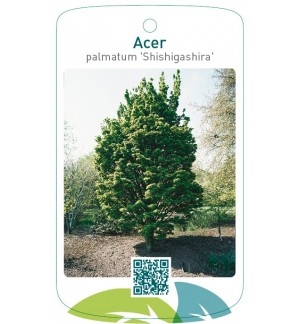 Acer palmatum 'Shishigashira