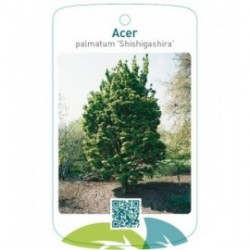 Acer palmatum 'Shishigashira