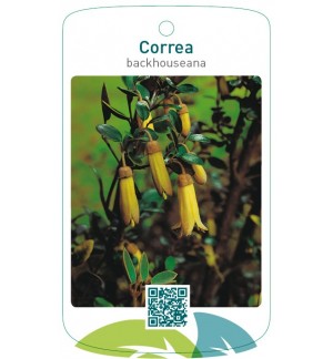 Correa backhouseana
