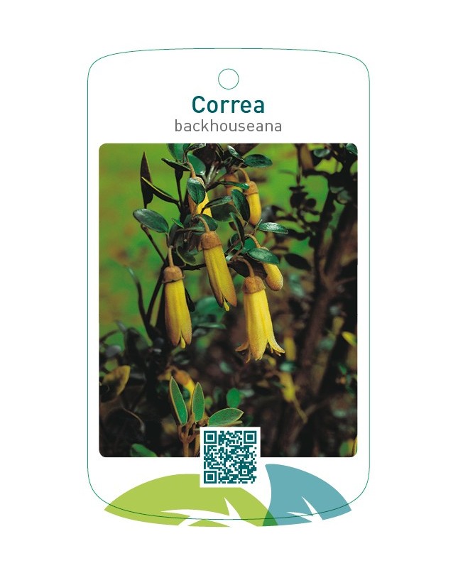 Correa backhouseana