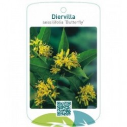 Diervilla sessilifolia 'Butterfly'