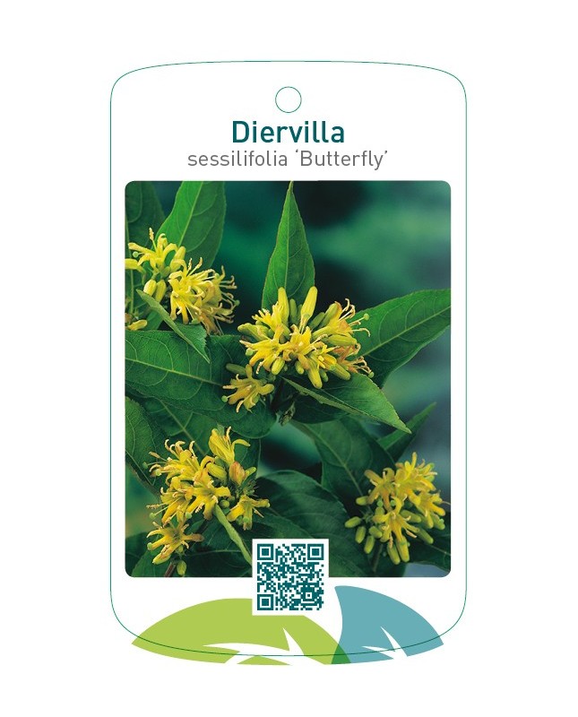 Diervilla sessilifolia 'Butterfly'