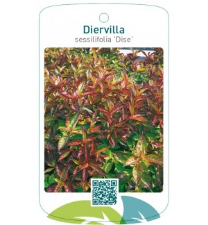 Diervilla sessilifolia 'Dise'
