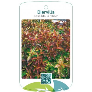 Diervilla sessilifolia 'Dise'