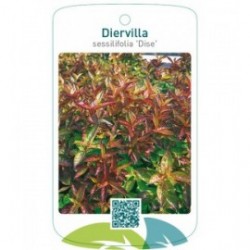 Diervilla sessilifolia 'Dise'