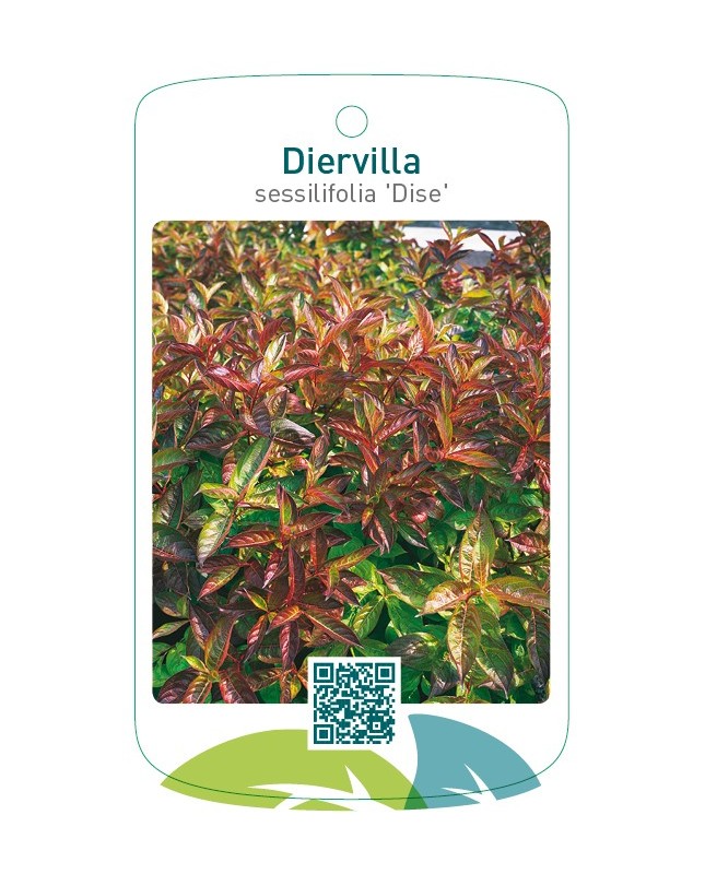 Diervilla sessilifolia 'Dise'