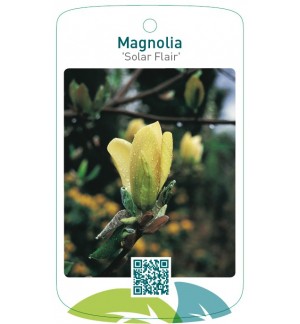 Magnolia 'Solar Flair'