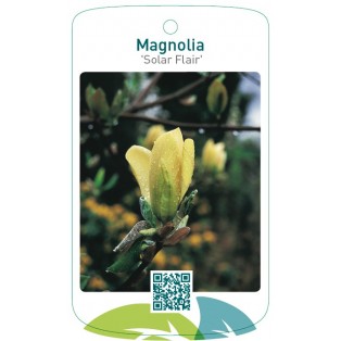 Magnolia 'Solar Flair'