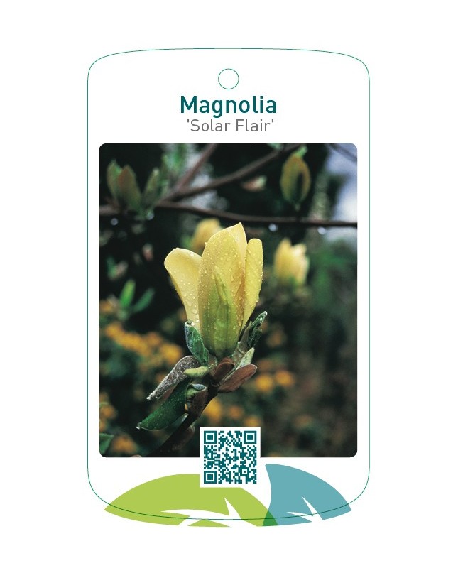 Magnolia 'Solar Flair'