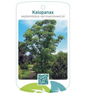 Kalopanax septemlobus var.maximowiczii