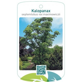 Kalopanax septemlobus var.maximowiczii