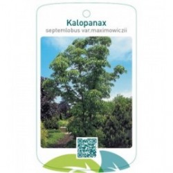 Kalopanax septemlobus var.maximowiczii