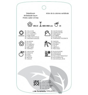 Etichette di Kalopanax septemlobus var.maximowiczii *