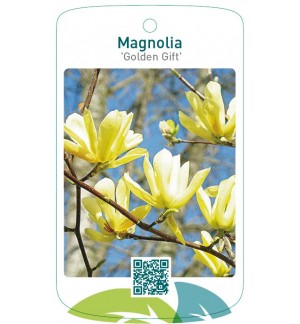 Magnolia 'Golden Gift'