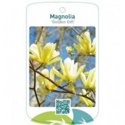 Magnolia 'Golden Gift'