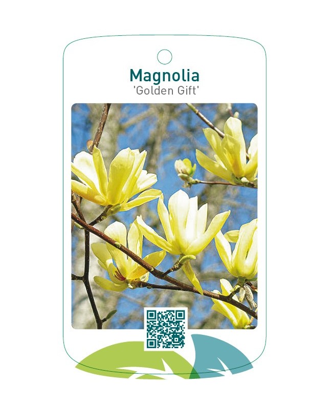 Magnolia 'Golden Gift'