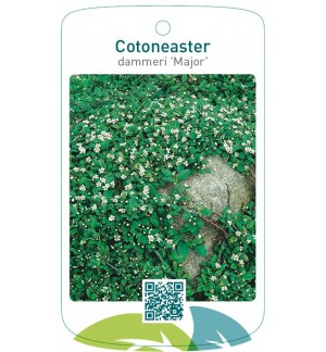 Cotoneaster dammeri 'Major'